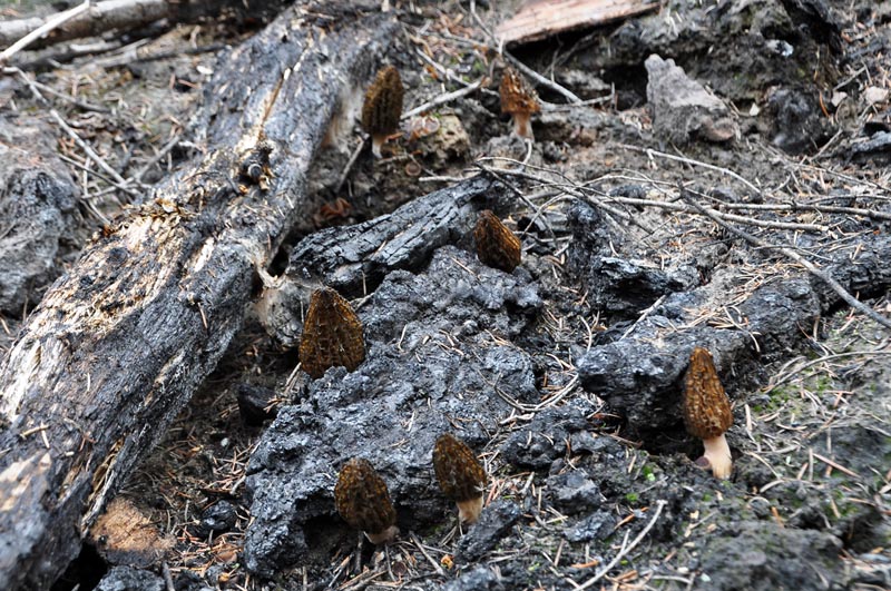 Fire Morels 2013 Mushroaming Daniel Winkler's pages Dedicated to